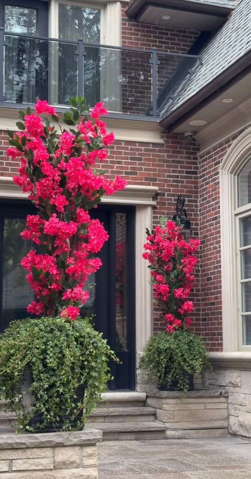 Bougainvillea Columnar Arrangement+ Greens