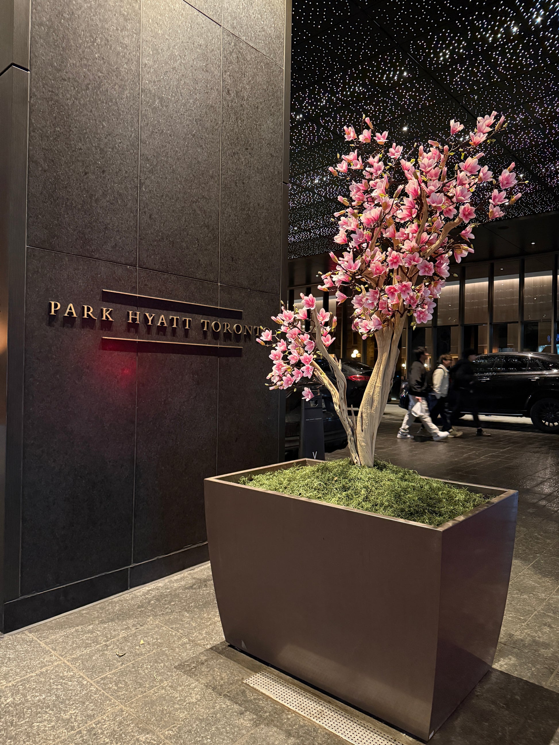Magnolia tree with planter