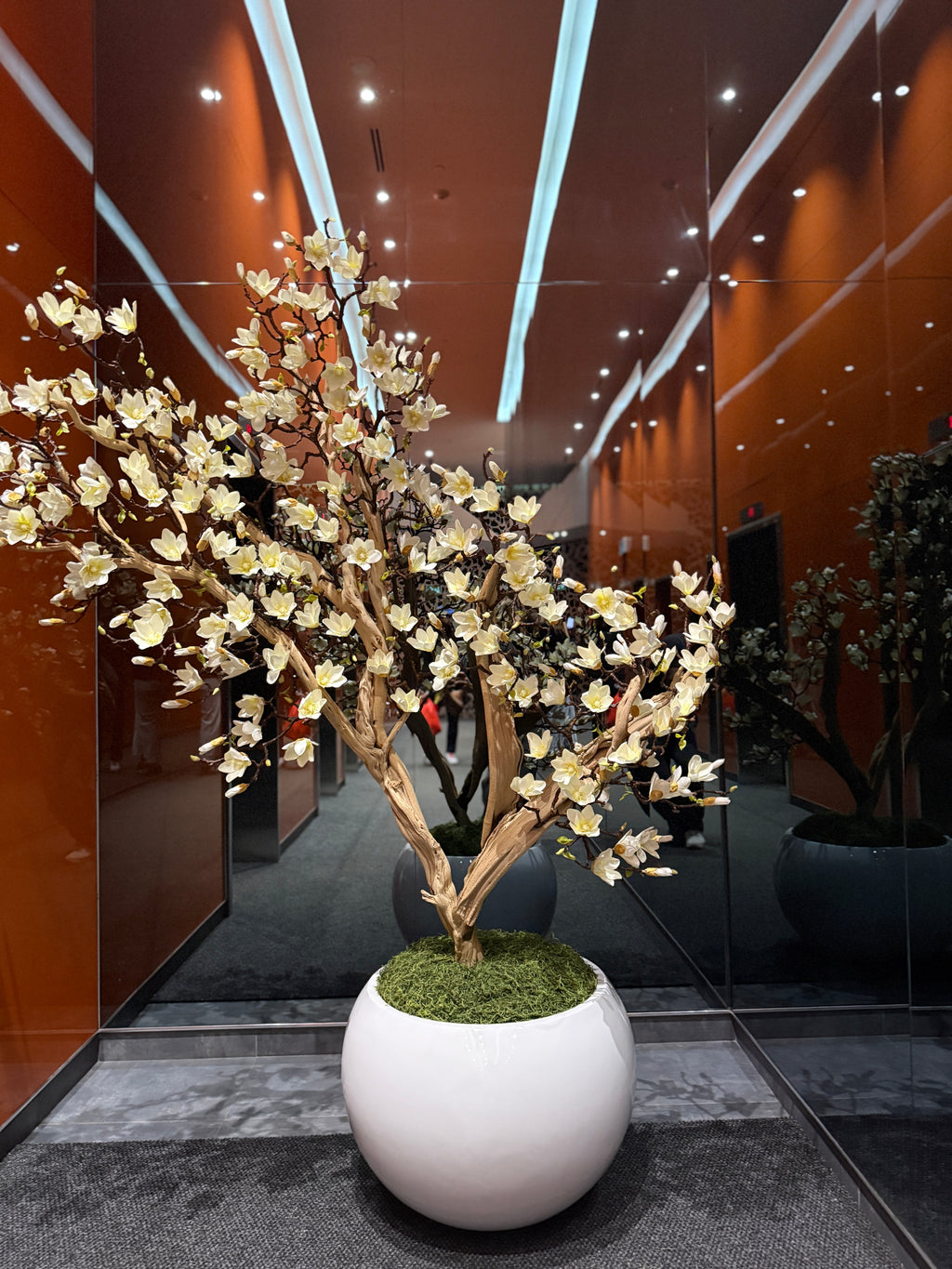 Magnolia tree with planter