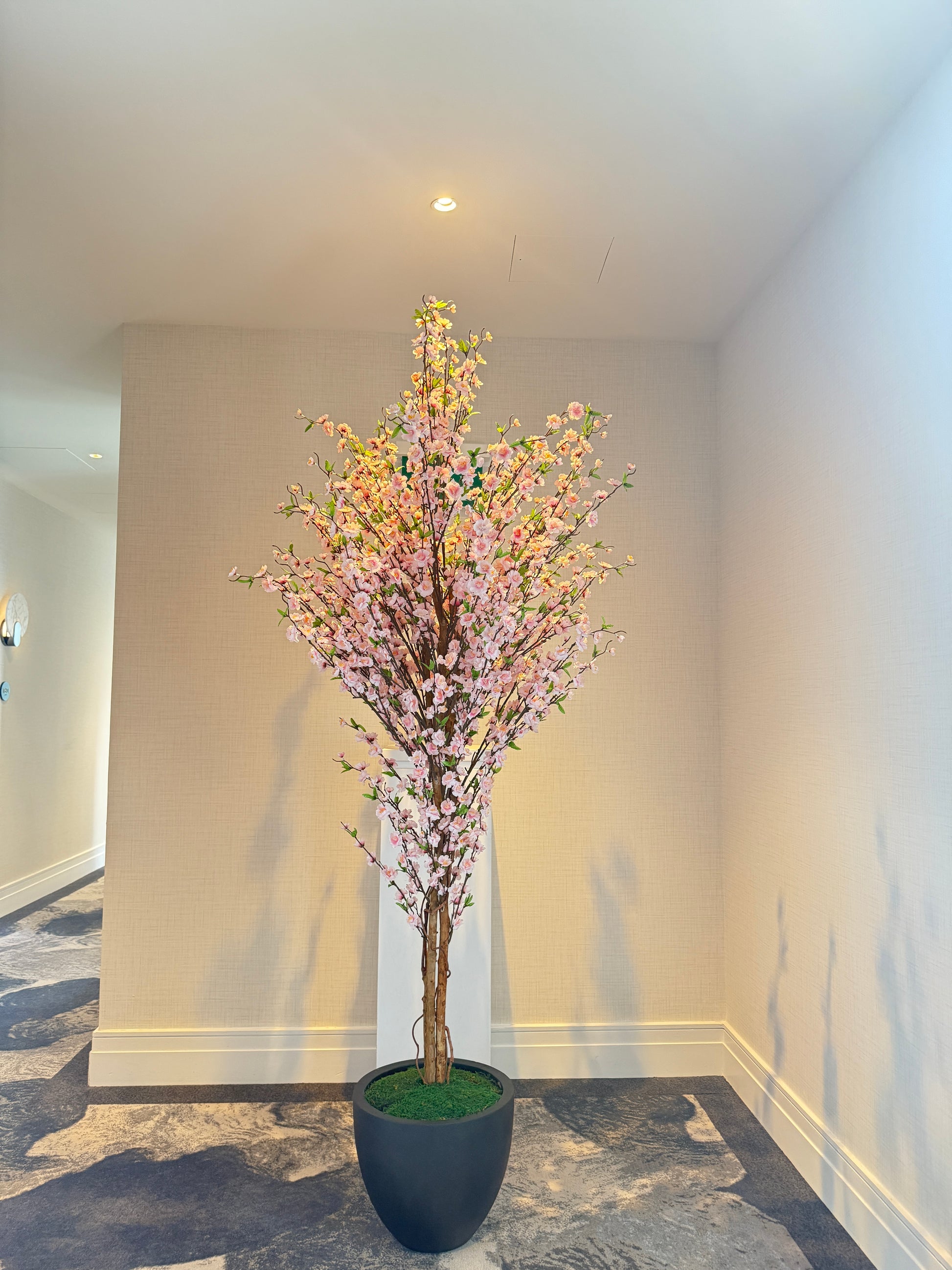 Cherry Blossom Tree