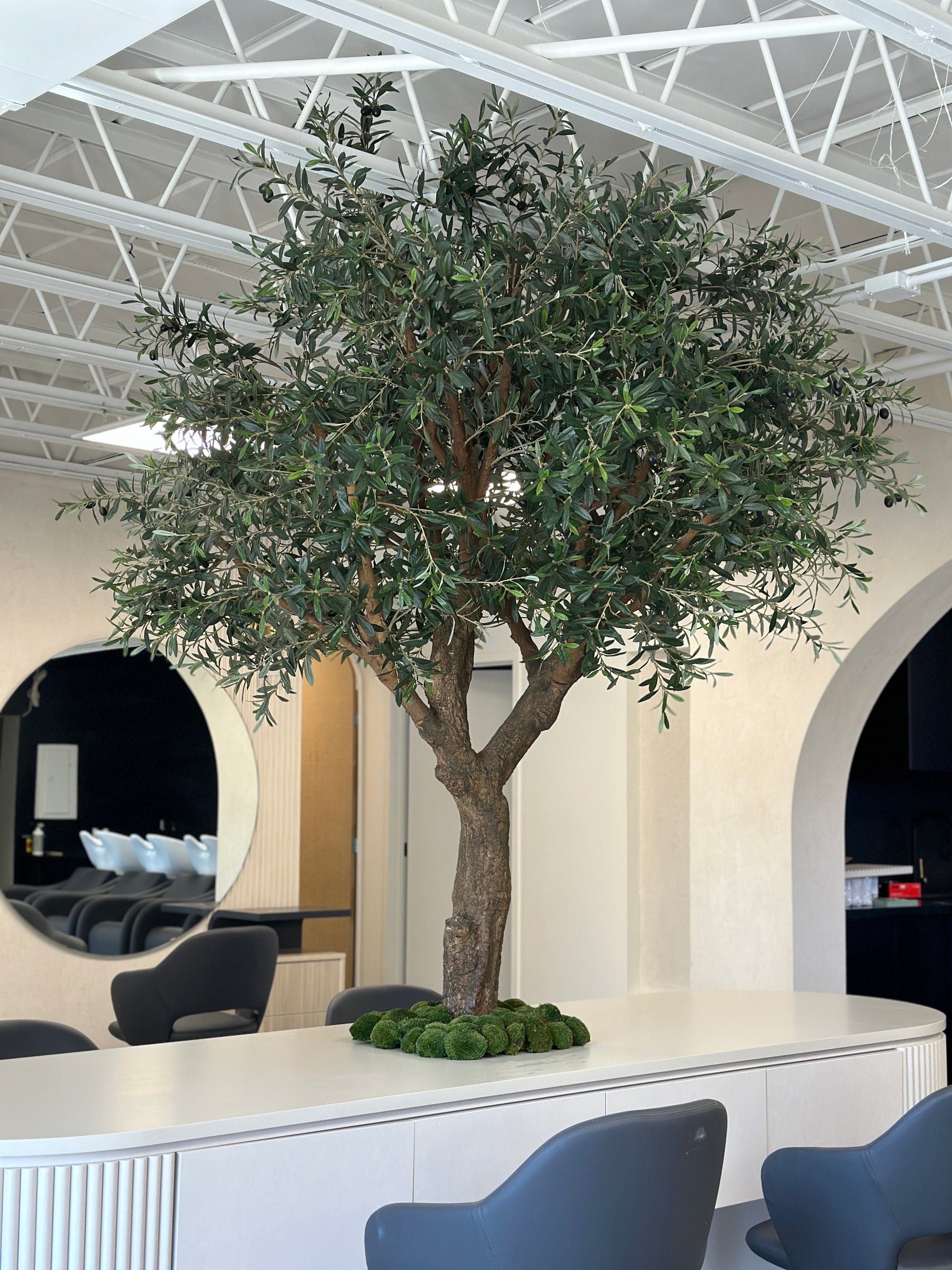 Olive tree