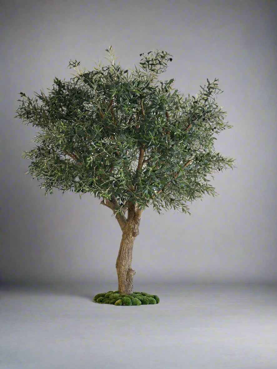 Olive tree
