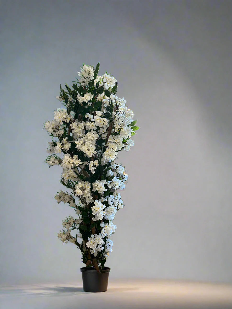 Bouganvillea Tree