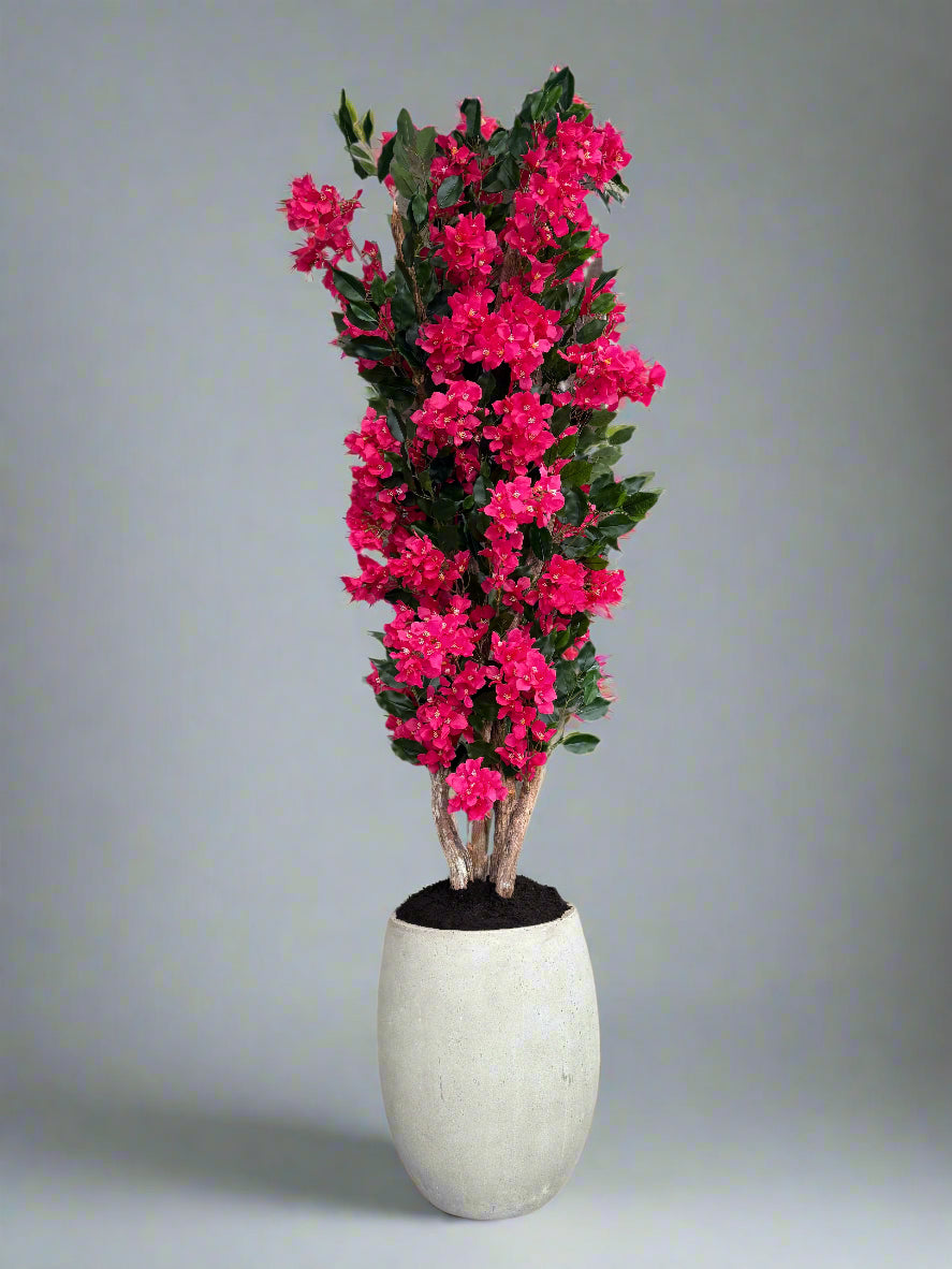 Bouganvillea Tree