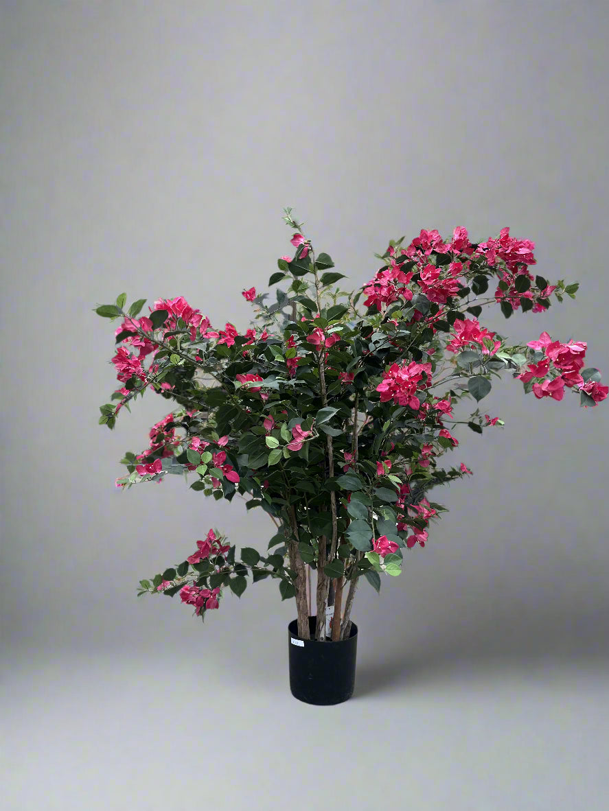 Bougainvillea Mini Tree