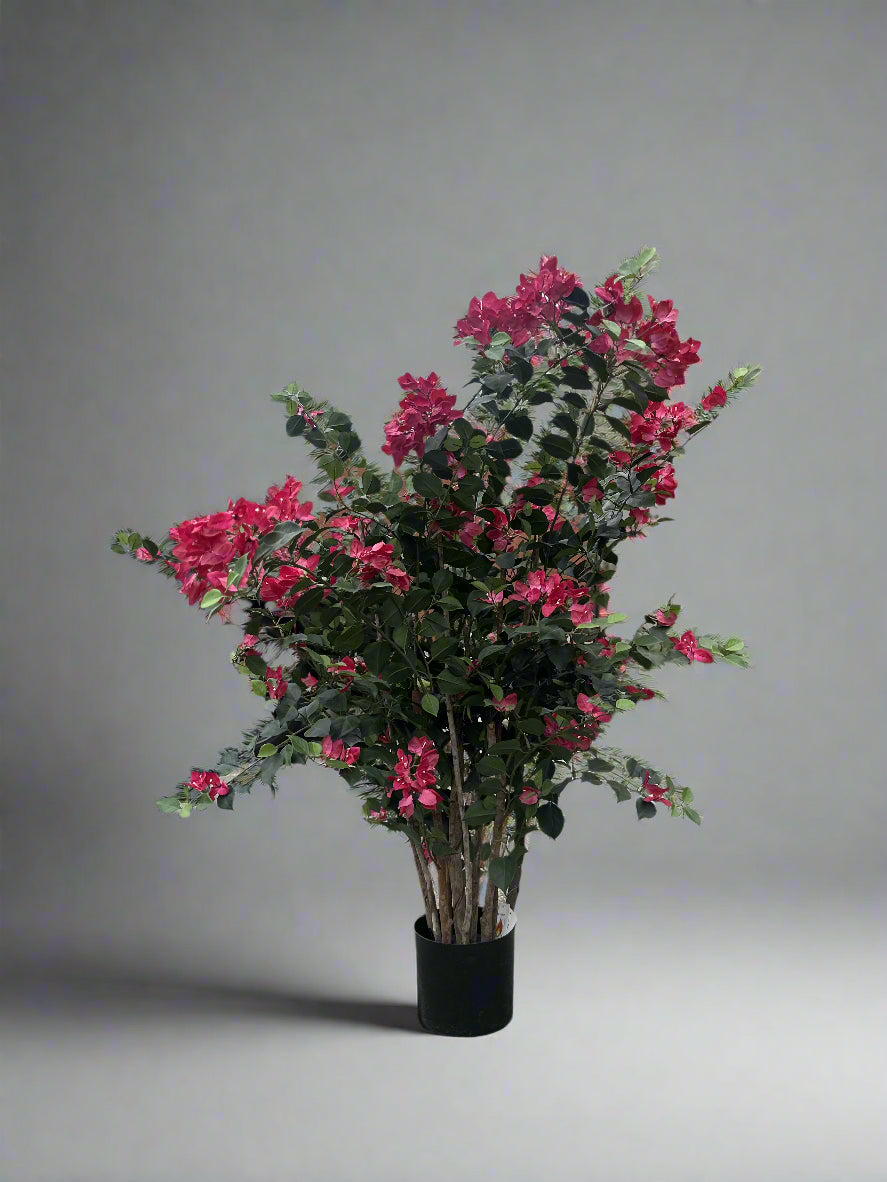 Bougainvillea Mini Tree
