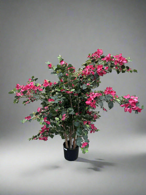 Bougainvillea Mini Tree
