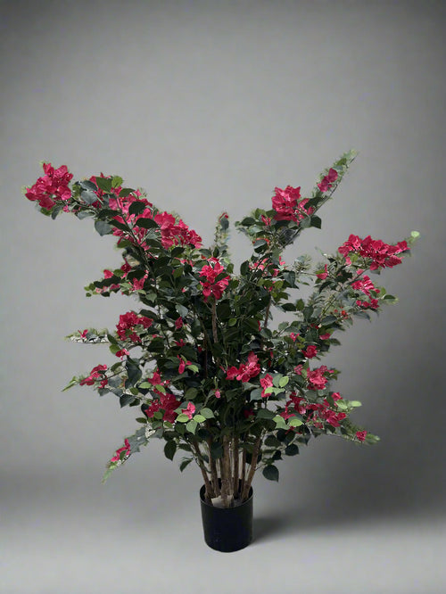 Bougainvillea Mini Tree