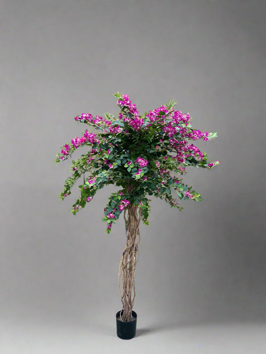 Bouganvillea tree