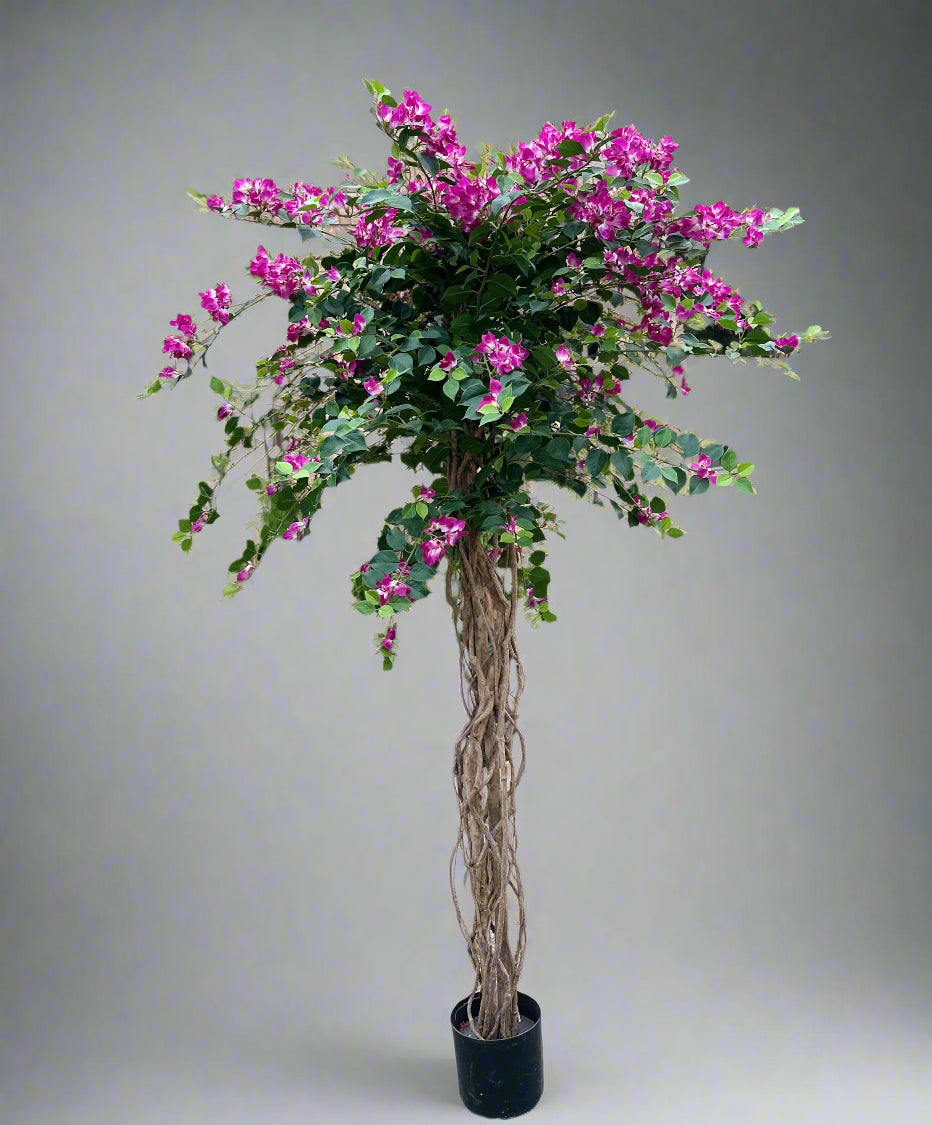 Bouganvillea tree