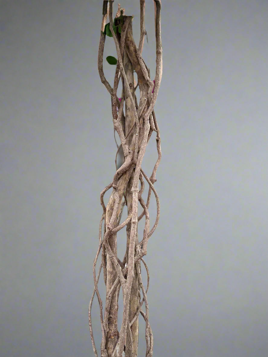 Bouganvillea tree