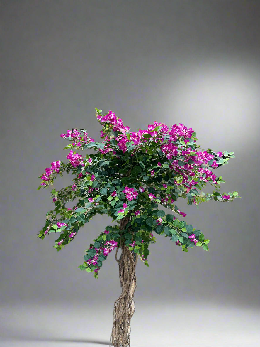 Bouganvillea tree
